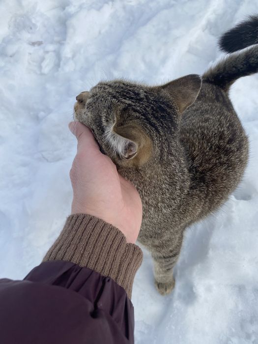 Молодая кошечка ищет дом