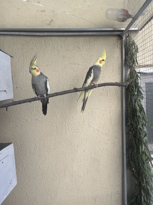 Nimfe    Perechi disponibil !