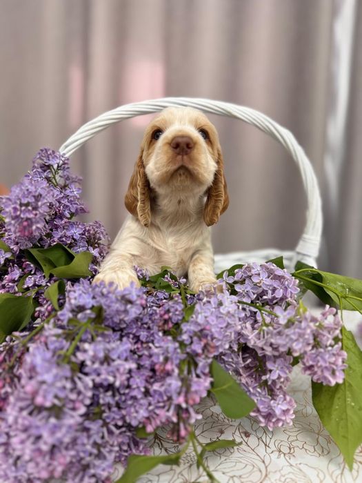 Щенки Русского охотничьего спаниеля