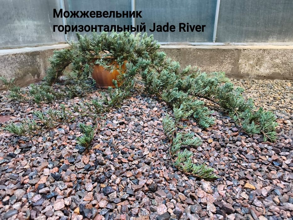 Продам можжевельники