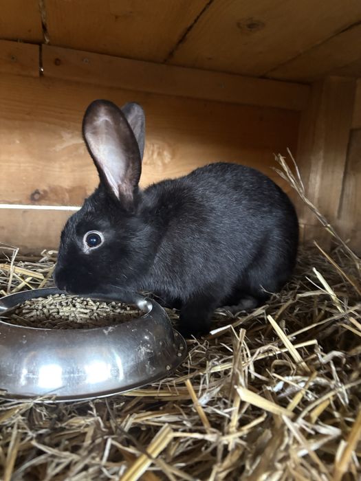 Vand iepure Fluture German