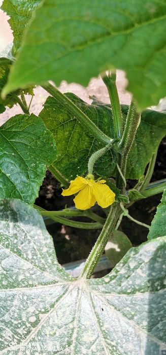 Собственик продава къща, цена 190000 евро.