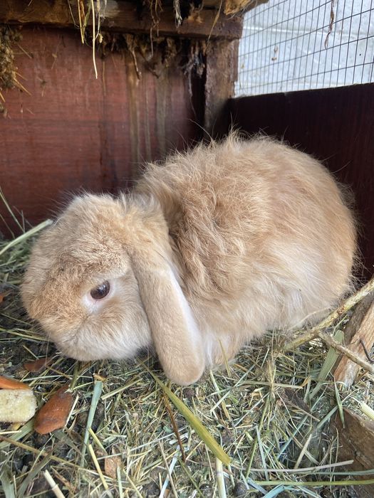 Кролики продаю срочно