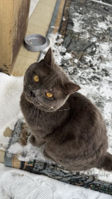 Отдам кота британца, ищу дом