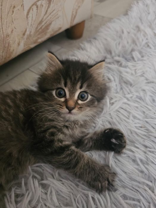 Отдам котят девочки