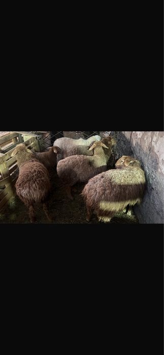 Токты сатылады ургашы