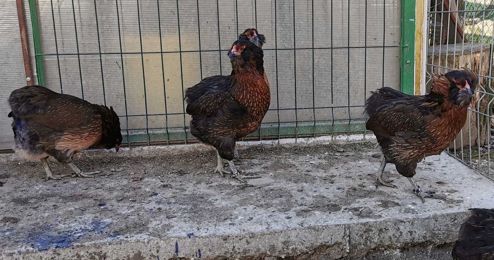 Oua Araucana potarnichiu, rasa pura