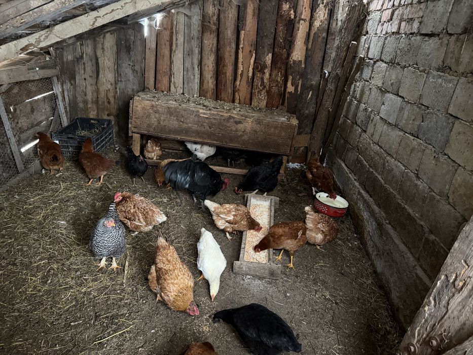 Vând gaini si cocos australorp