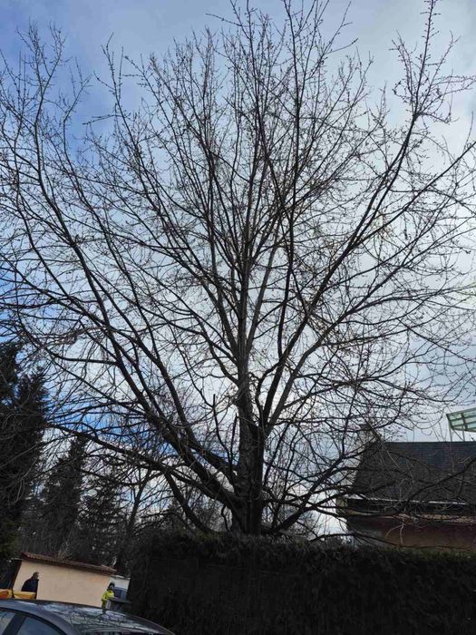 Премахване на опасни дървета • Кастрене • Подръжка • Извозване