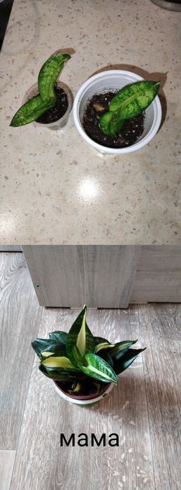 Комнатные растения