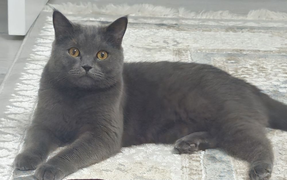 Передадим кота (Кузя) в добрые руки!
