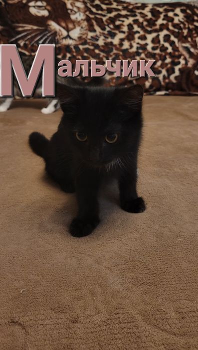 Котенок-мальчик в ответственные руки