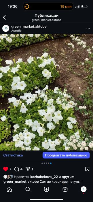 Петуни разных цветов.