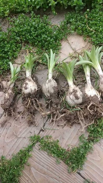 Продается луковицы лилии