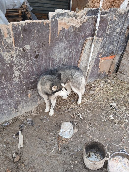 Срочно продом сабака