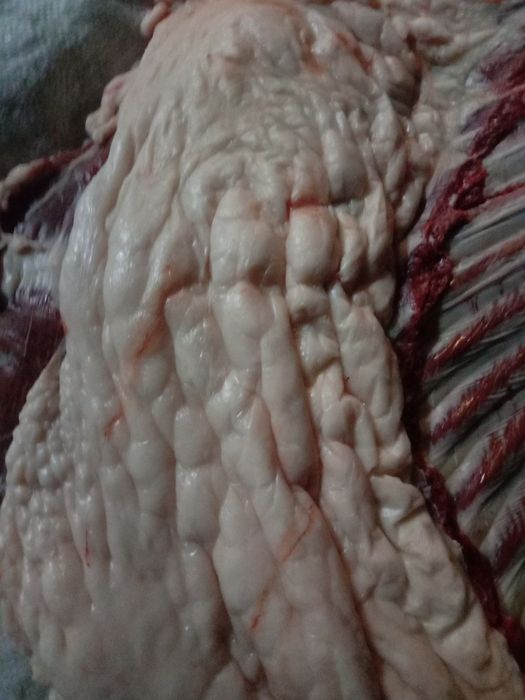 Продам мясо конина