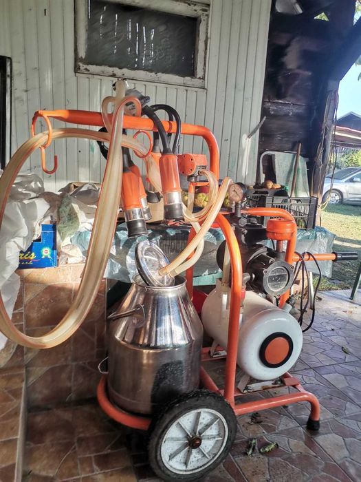 Junică Holstein, de un Vițel și Gestantă cu al 2-lea + Mulgătoare