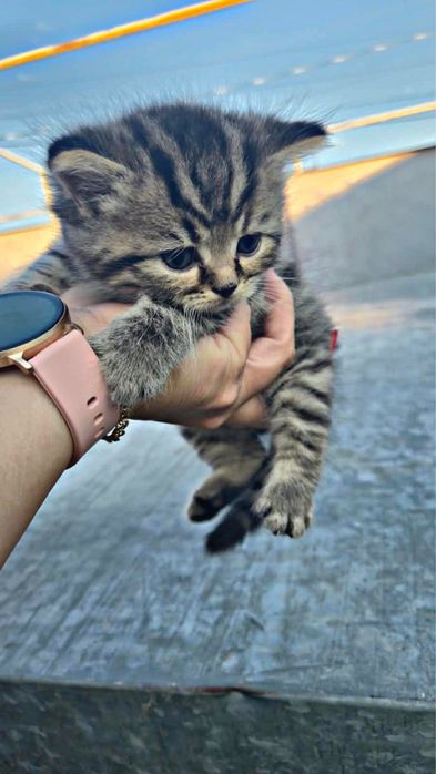 Котята шиншилла