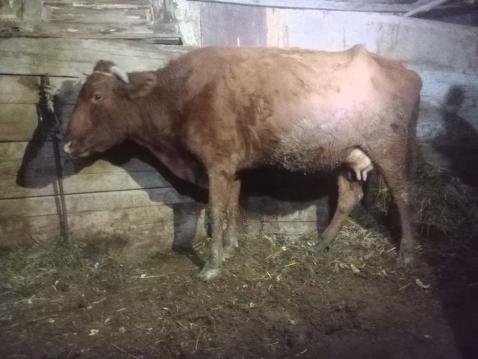 Bug‘o‘z 3-QORIN 6 oylik.