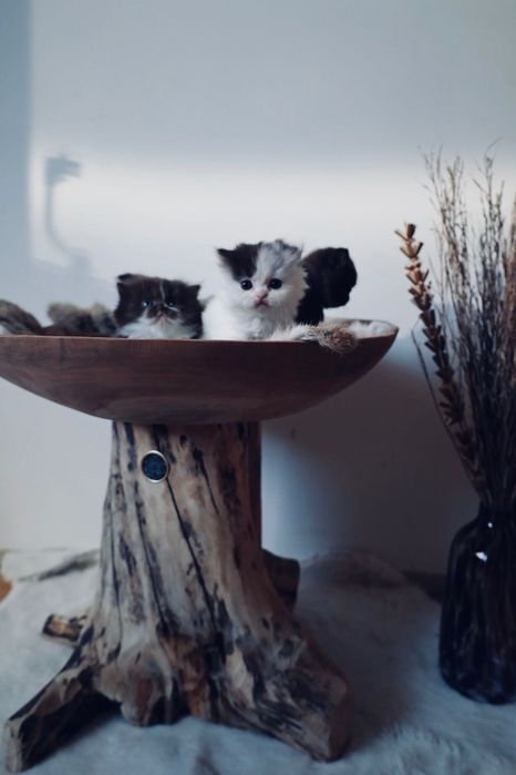 Brits langhaar kittens