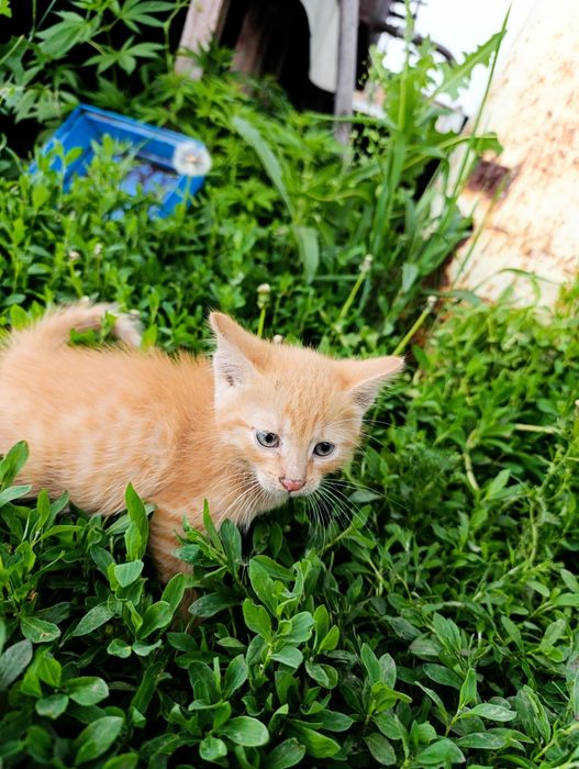Отдам котят, два мальчика, три девочки