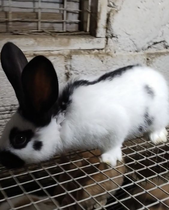 Продаются крольчата