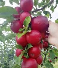 Meri Calypso clasici oferta 5+1 gratis