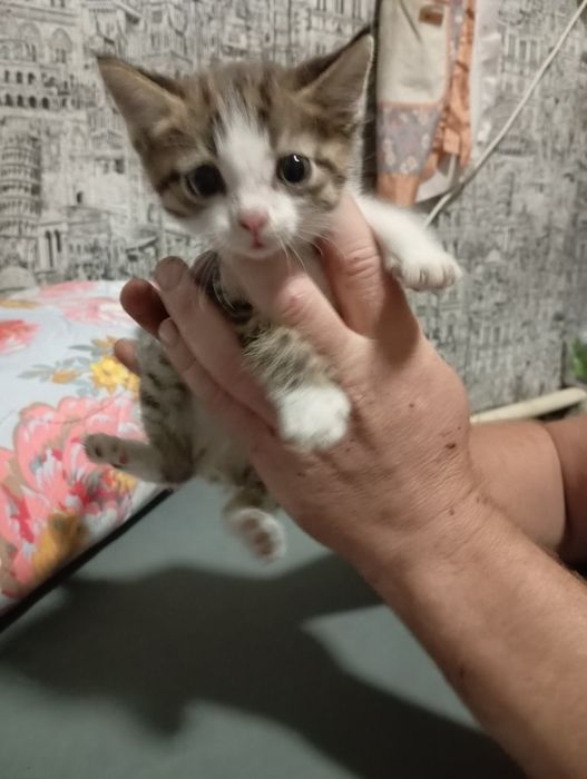 Бесплатно котята