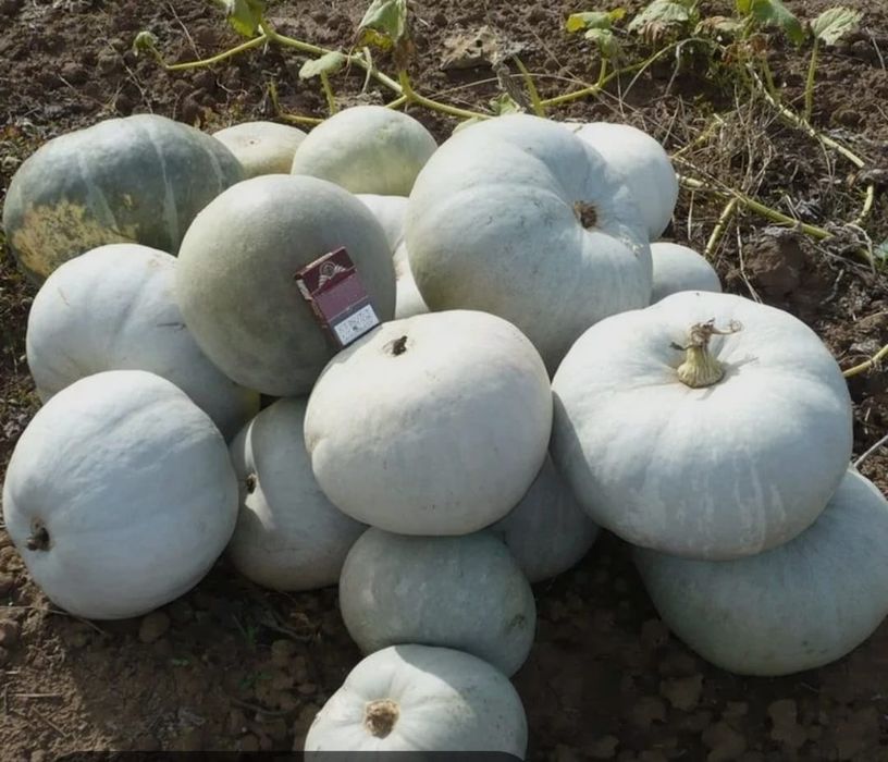 Саженцы персика, узбекские, сорт "Самарканд".