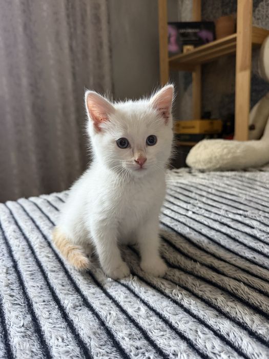 Отдам котенка в добые руки