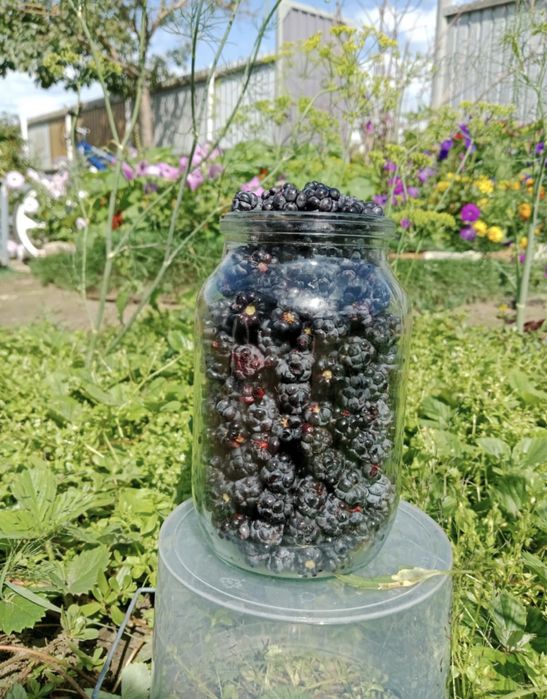 Продам Ежевику свежая