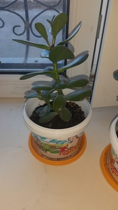 Комнатный цветок