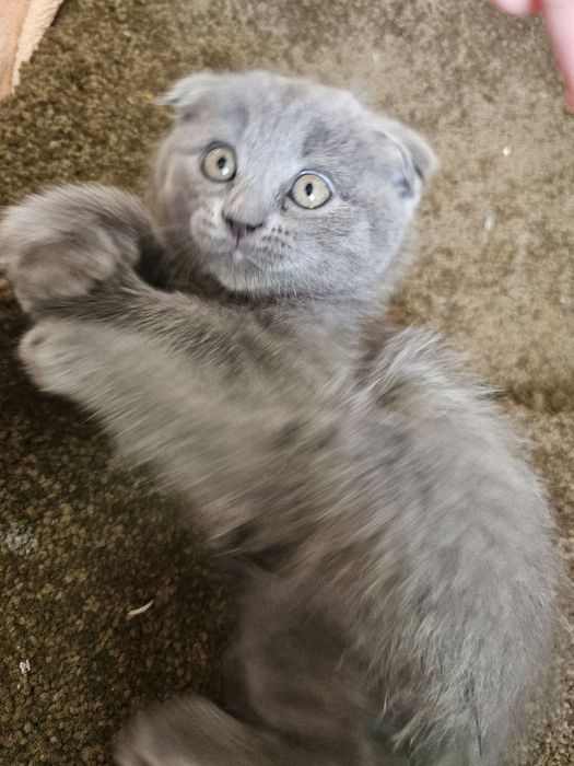 Продаю хорошую красивую  вислоуху.