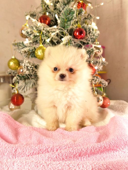 Шпиц померанский девочка тип мишка миник