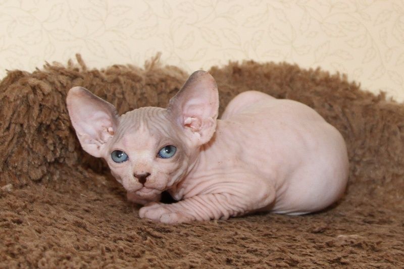 Котята канадского сфинкса