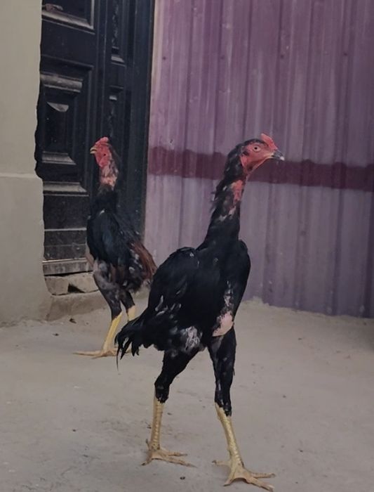 Тоза кон 100 тали Шамо жужалар сотилади