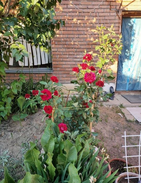 Продам дом район центральный рынок