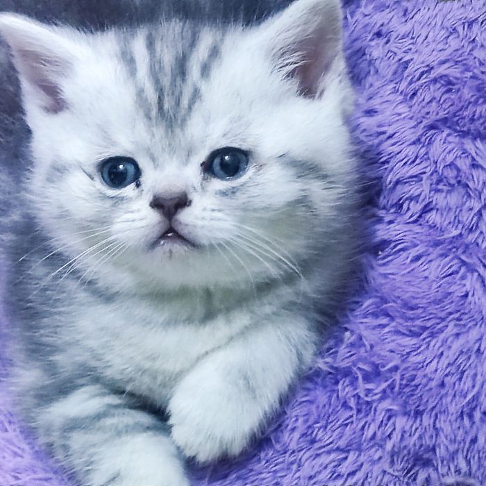 Милые котята скотиш