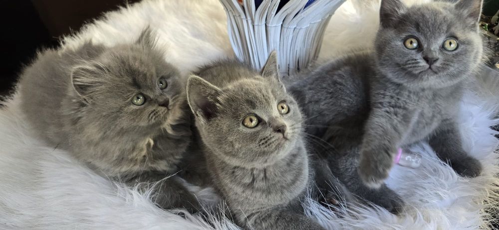Pui British shorthair