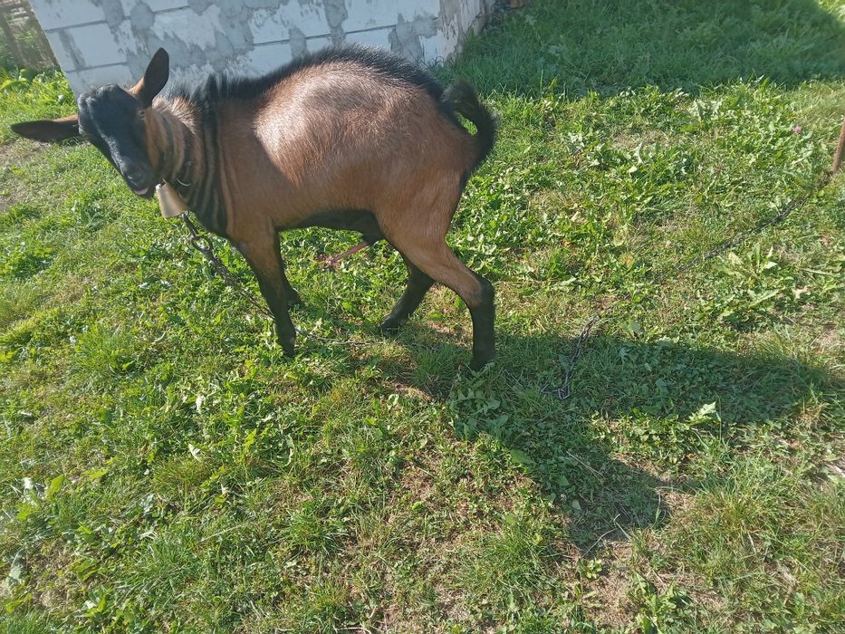 Vind urgent tapic de rasă alpine franceza