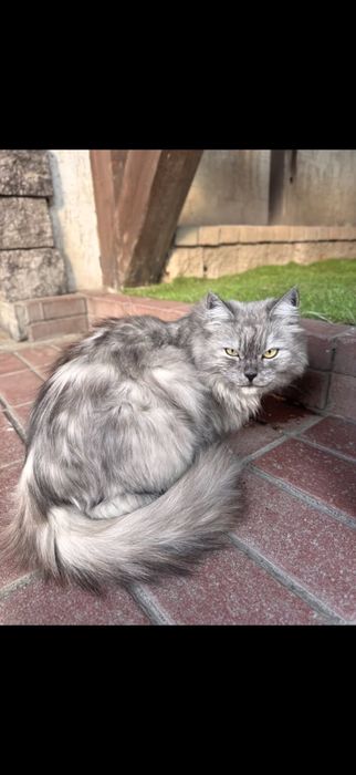 Кошка бывшедомашняя длинношерстная