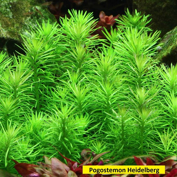Oferta Plante rare de acvariu - Preturi economice