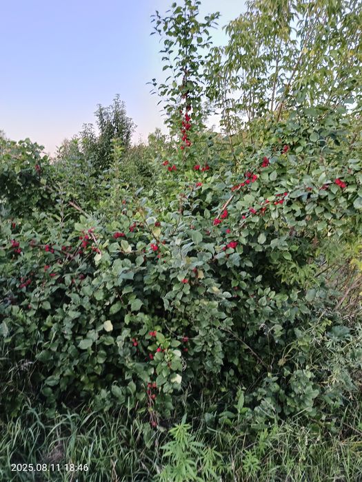 Земельный участок