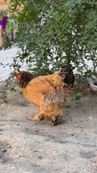 Brama tovuq va xoʻrozlar