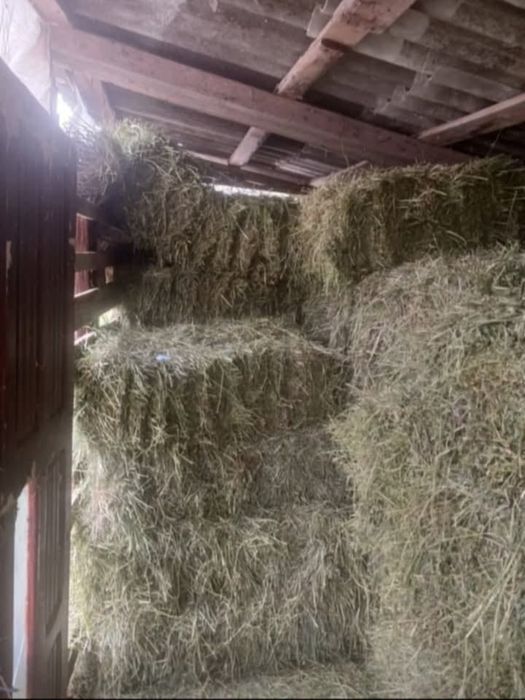 Baloti lucernă – prima coasă – 18 lei/buc Boteni Dambovita
