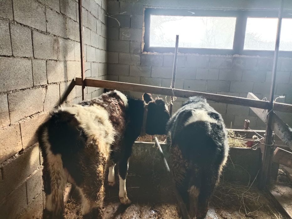 Продаю бычков 8 месячный