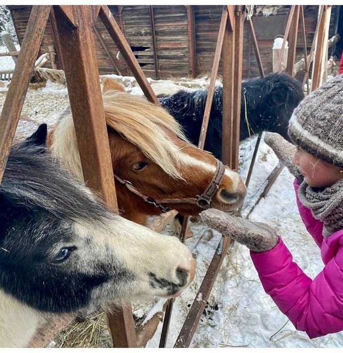 Продам породистых пони