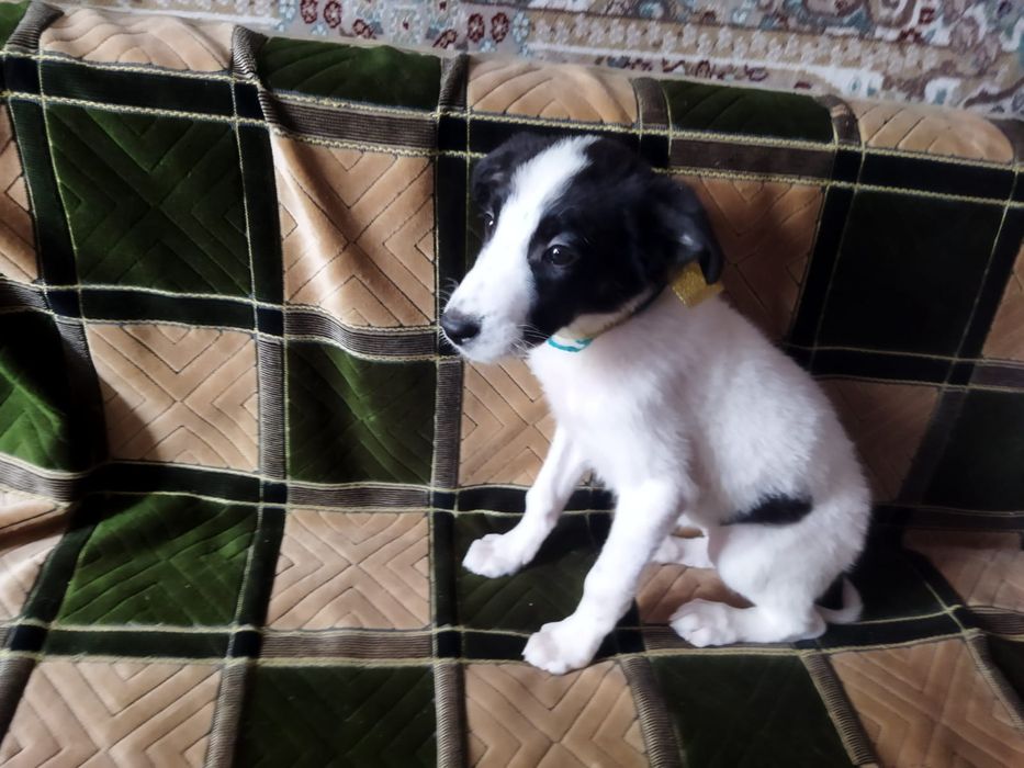 Щенки. В описание!