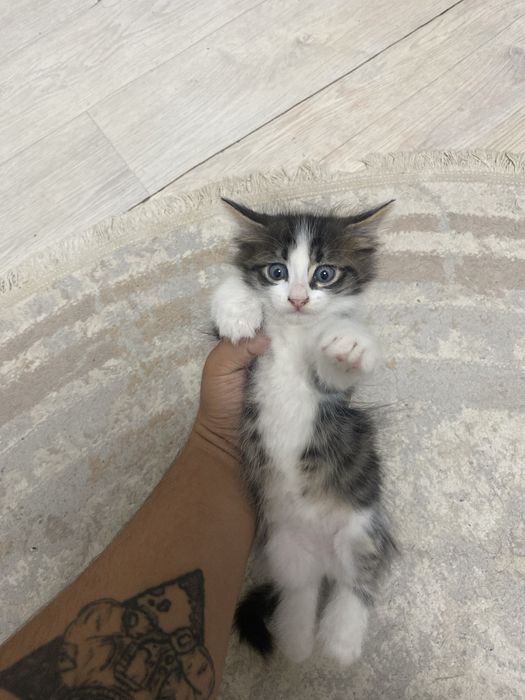 В добрые руки котенки