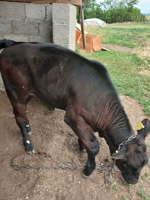Vand vitea angus